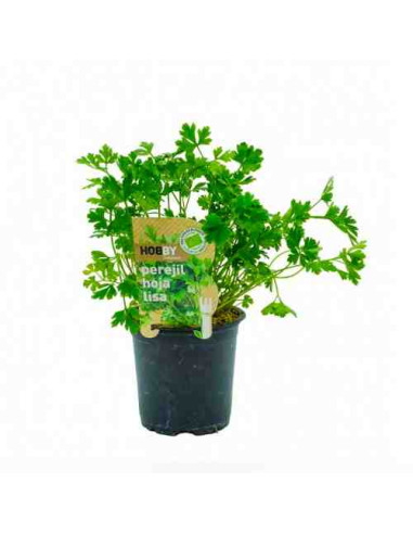 Plantel bio de perejil en maceta de 11cm