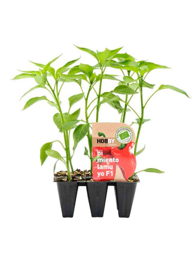 Plantel bio de pimiento lamuyo 6 unid. 1