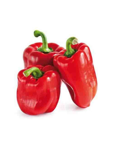 Plantel bio de pimiento lamuyo en maceta de 11cm.