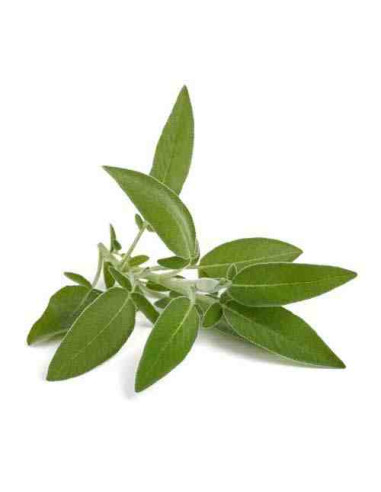 Plantel bio de salvia en maceta de 11cm