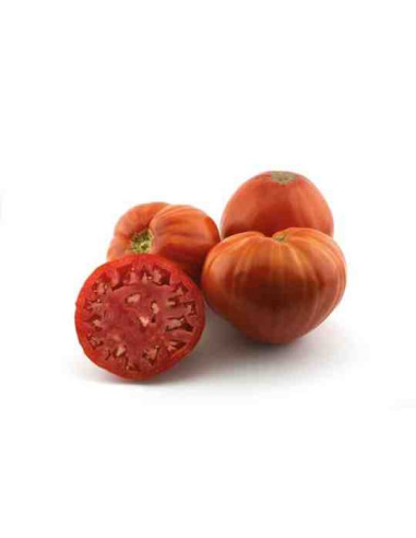 Plantel bio de tomate corazón de buey 6 unid.