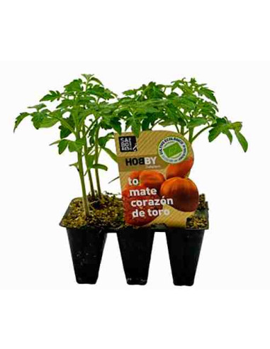 Plantel bio de tomate corazón de buey 6 unid.