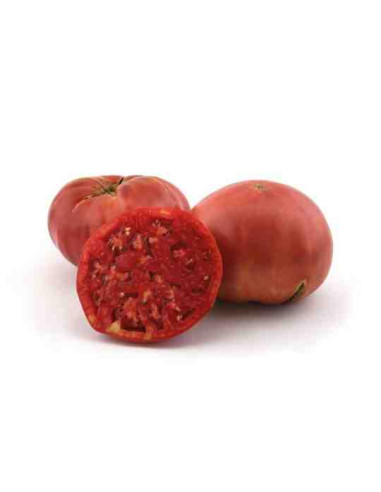 Plantel bio de tomate rosa 6 unid.
