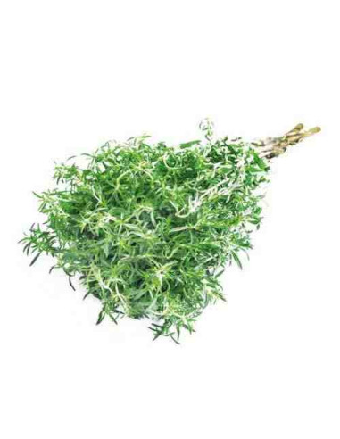 Plantel bio de tomillo en maceta de 11cm 2