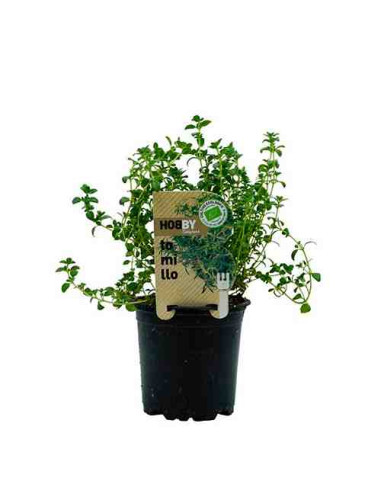 Plantel bio de tomillo en maceta de 11cm 1