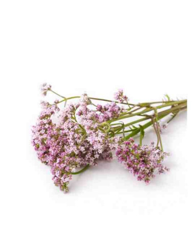 Plantel bio de valeriana en maceta de 11cm