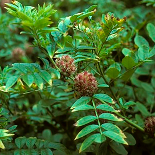 Semillas de regaliz (Glycyrrhiza glabra)