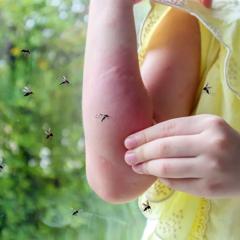 Mosquitos: métodos de control para evitar al máximo sus picaduras.