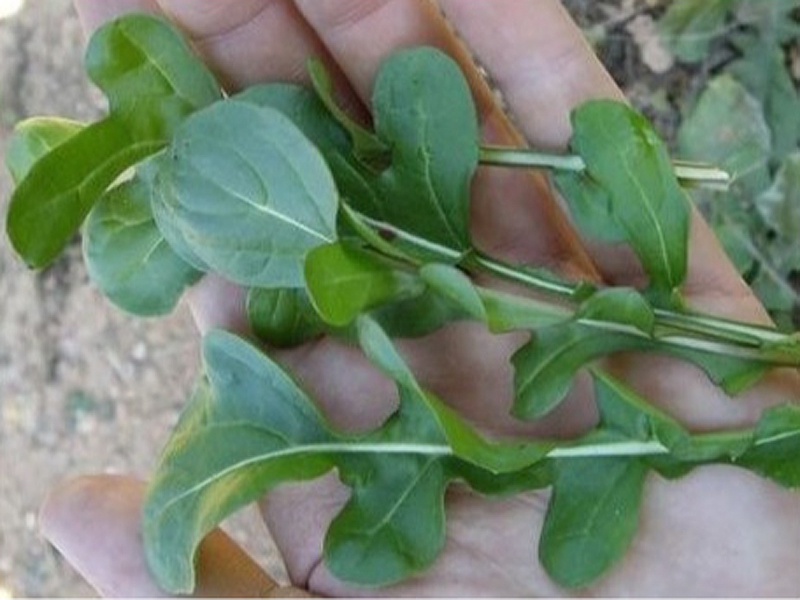 Semillas ecológicas de Rúcula o Ruqueta