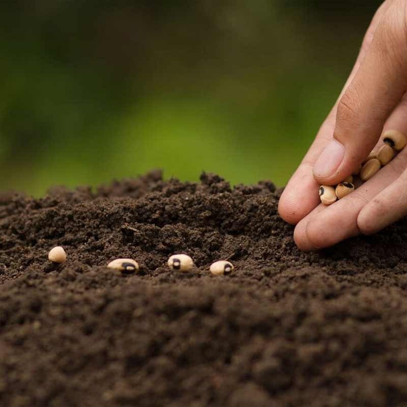 Las semillas: ¿dónde, cuándo y cómo preparar los semilleros?