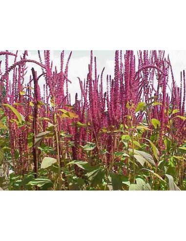 Semillas de amaranto comestible (Amaranthus cruentus oeschberg)