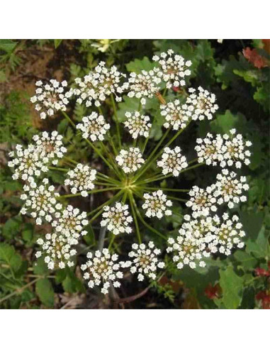 Semillas de anís verde (Pimpinella anisum)