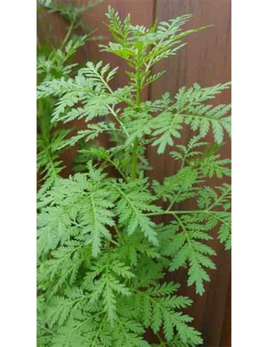 Semillas de artemisa (Artemisa annua)