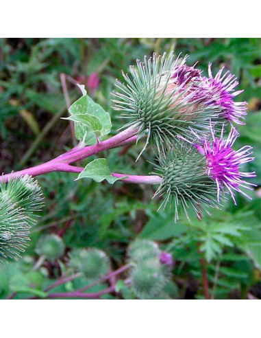Semillas de Bardana (Arctium Lappa)