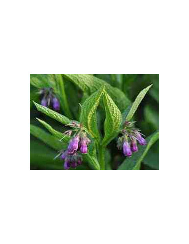Semillas de consuelda mayor (Symphytum officinalle))
