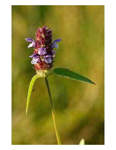Semillas de consuelda menor (Prunella vulgaris)