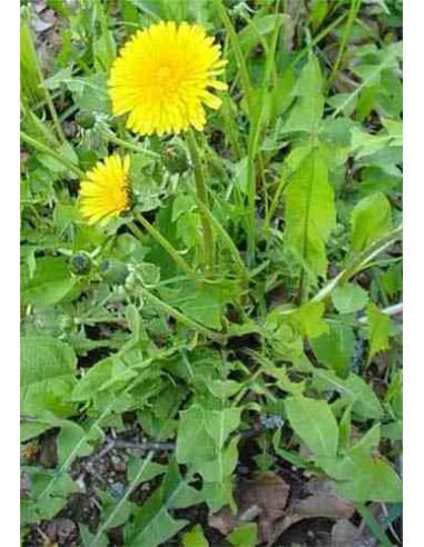 Semillas de diente de león (Taraxacum officinalis)