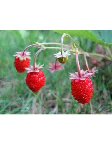 Semillas de fresa del bosque (Fragaria Vesca)