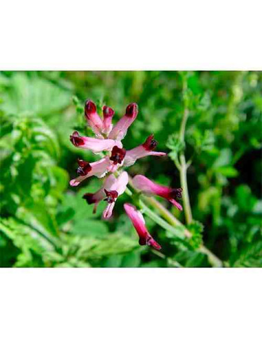 Semillas de fumaria (Fumaria Officinalis) 1