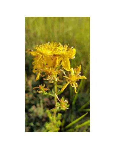 Semillas de hipérico Flor de San Juan (Hipericum Perforatum)
