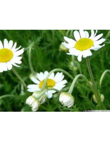 Semillas de manzanilla perenne (Anthemis nobilis)