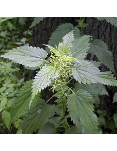 Semillas de ortiga mayor (Urtica dioica)
