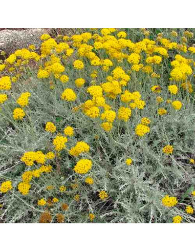 Semillas de Siempreviva (Helycrisum italicum)