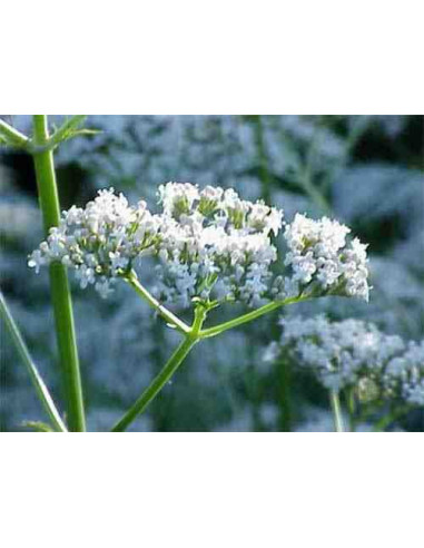 Semillas de Valeriana (Valeriana officinalis)