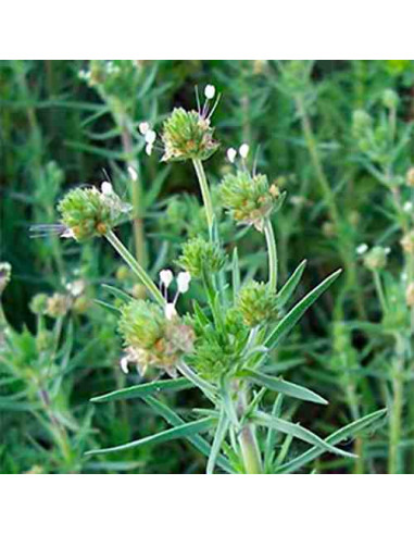 Semillas de Zaragatona (Plantago affra/Psyllium))