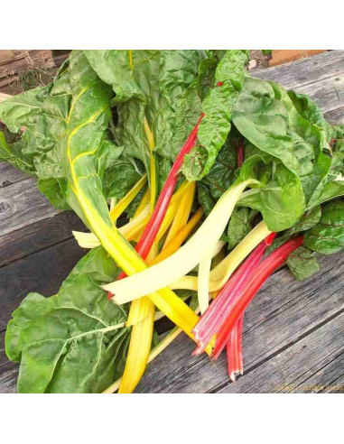 Semillas ecológicas de acelga de colores