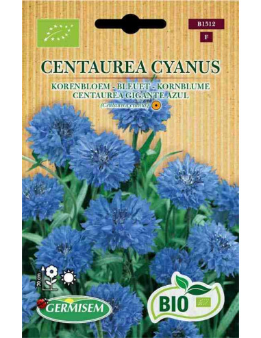 Semillas ecológicas de aciano (Centaurea cyanus) 1