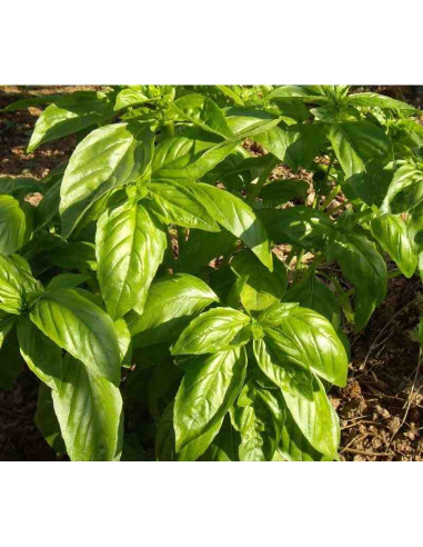 Semillas ecológicas de albahaca de hoja ancha