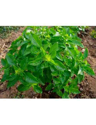 Semillas ecológicas de albahaca de hoja pequeña