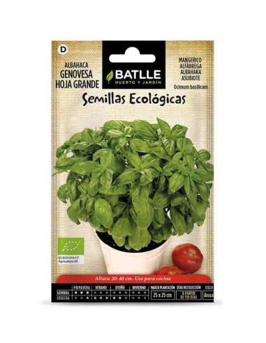 Semillas ecológicas de albahaca genovese hoja grande