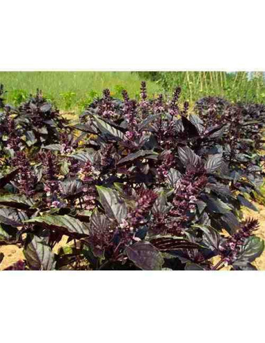 Semillas ecológicas de albahaca morada