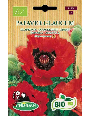 Semillas ecológicas de amapola (Papaver glaucum)