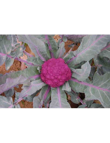 Semillas ecológicas de brocoli de Santa Teresa o Azul