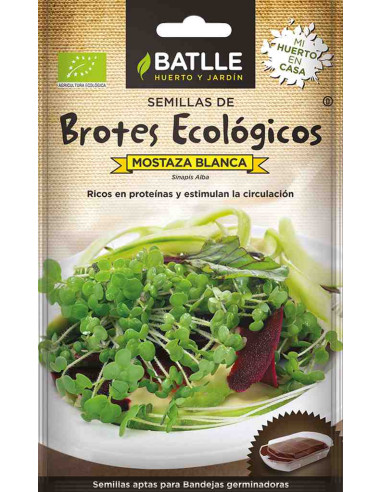 Semillas ecológicas de brotes de mostaza blanca