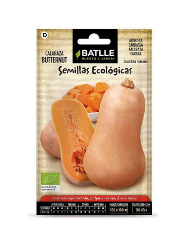 Semillas ecológicas de calabaza Butternut