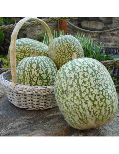 Semillas ecológicas de calabaza cabello de ángel