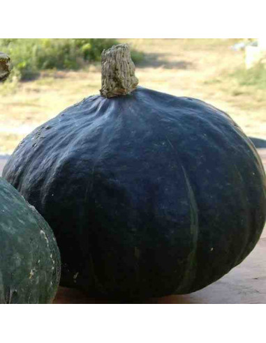 Semillas ecológicas de calabaza del buen gusto