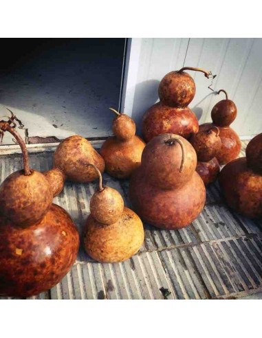 Semillas ecológicas de calabaza del vino o del peregrino