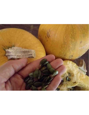 Semillas ecológicas de calabaza para pipas
