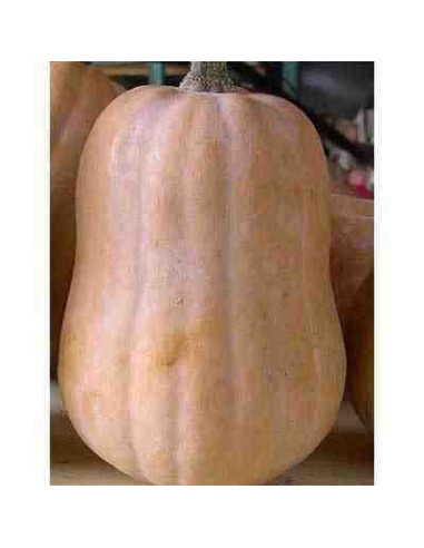 Semillas ecológicas de calabaza pequeña
