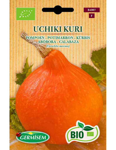 Semillas ecológicas de calabaza potimarrón Uchiki Kuri
