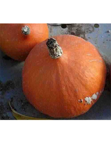 Semillas ecológicas de calabaza potimarrón