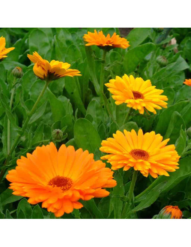 Semillas ecológicas de caléndula (calendula oficinals) 2