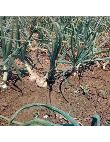 Semillas ecológicas de cebolla de Molins o Agra