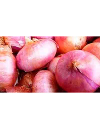 Semillas ecológicas de cebolla de Viladecens o Figueres