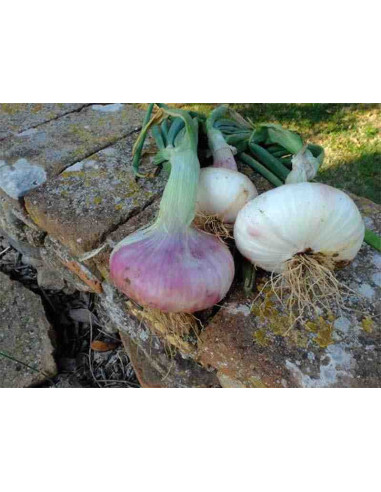 Semillas ecológicas de cebolla morada de campeny